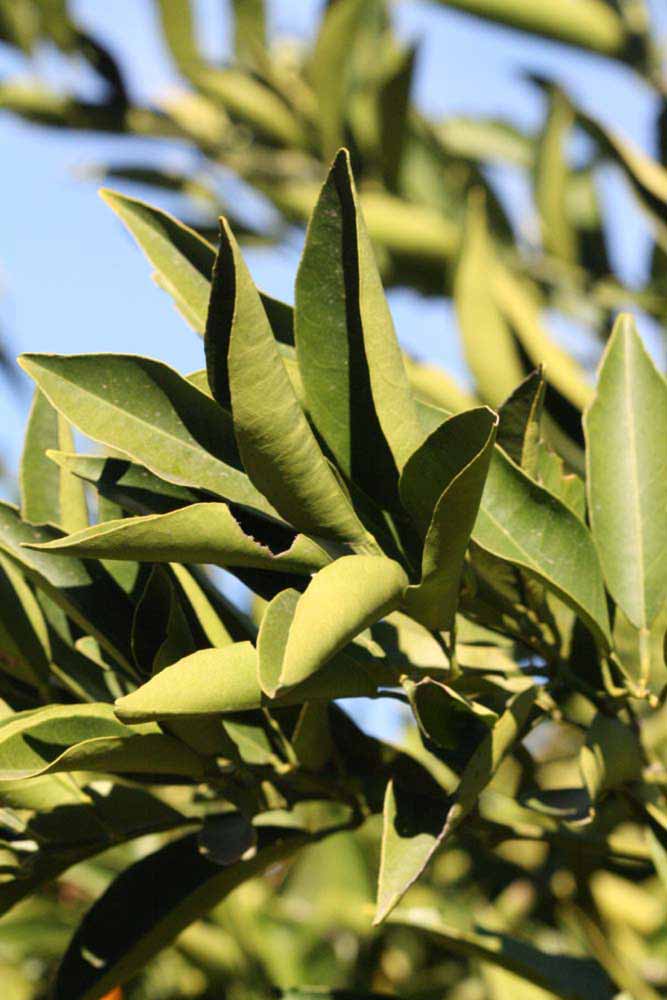              Sun leaves (Riverside, CA)       